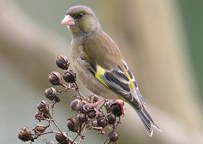 Carduelis sinica